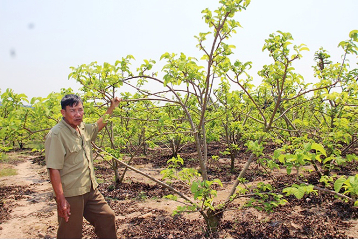 Phú Hòa có nhiều tiềm năng để phát triển kinh tế vườn kết hợp du lịch sinh thái.