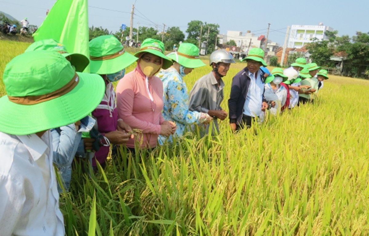 HTX sẽ là động lực phát triển nông nghiệp, nông thôn huyện Phú Hòa thời gian tới.