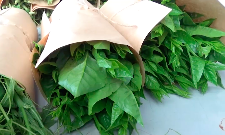 Mỗi tháng, Tổ hợp tác rau hữu cơ IEM Gõh Churu cung cấp ra thị trường trên 1 tấn nông sản.