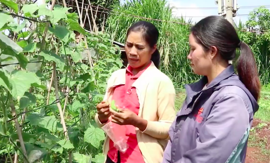 Tổ hợp tác rau hữu cơ IEM Gõh Churu mong muốn trong thời gian tới có thể lan tỏa được mô hình trồng rau hữu cơ.