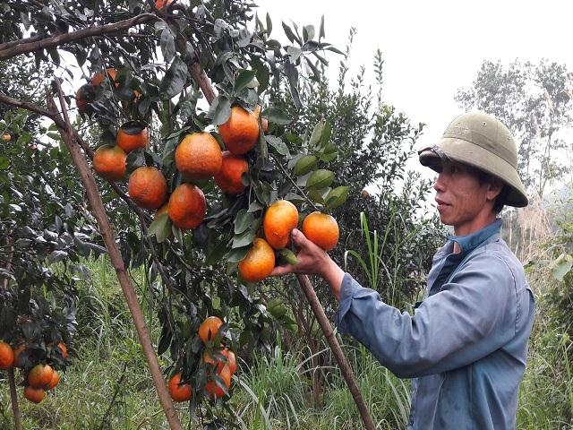Hương Sơn là quê hương của đặc sản cam bù, cam chanh nổi tiếng thơm ngon được chứng nhận đạt chuẩn OCOP.
