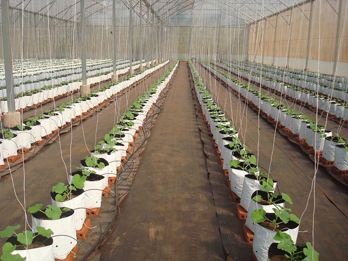 Ứng dụng công nghệ cao là hướng đi phù hợp khi trồng dưa lưới.