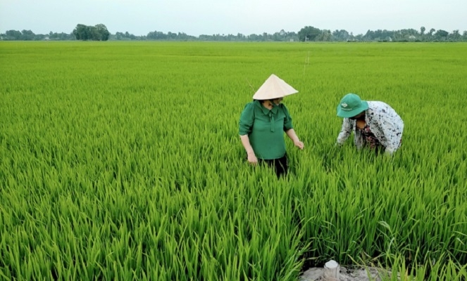Mở rộng cánh đồng lúa hữu cơ là hướng đi đúng đắn giúp người dân nâng cao thu nhập và bảo vệ môi trường.