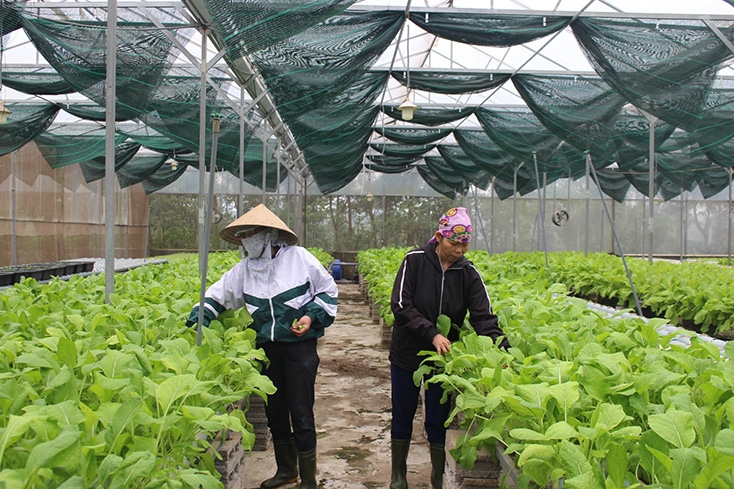 Đẩy mạnh chuyển đổi cơ cấu cây trồng, vật nuôi gắn với sản xuất nông nghiệp ứng dụng công nghệ cao.