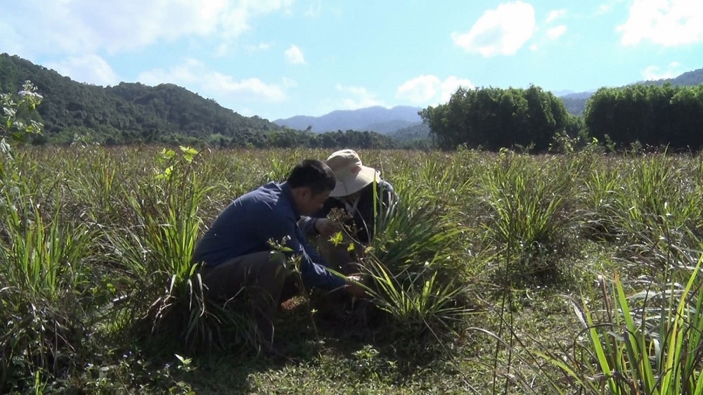 HTX Vanpa kiểm tra chất lượng cây sả.