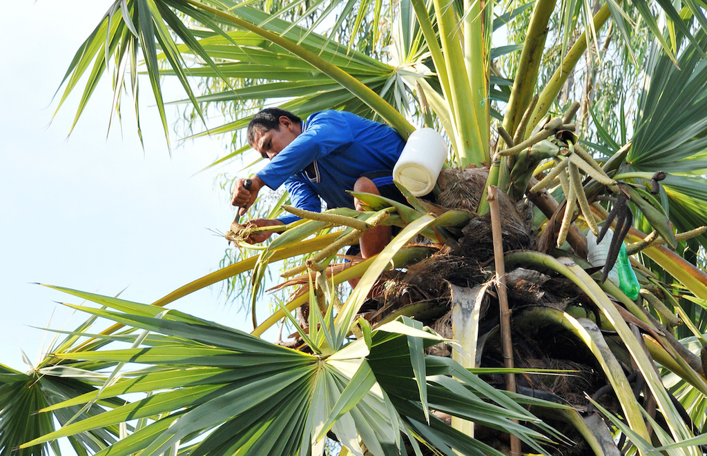 Cây thốt nốt gắn liền với đời sống người Khmer ở Tịnh Biên.