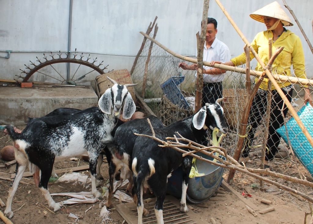 Chăn nuôi dê giúp đồng bào Khmer ở sóc Tà Ngáo (xã An Phú, Tịnh Biên) nâng cao đời sống.