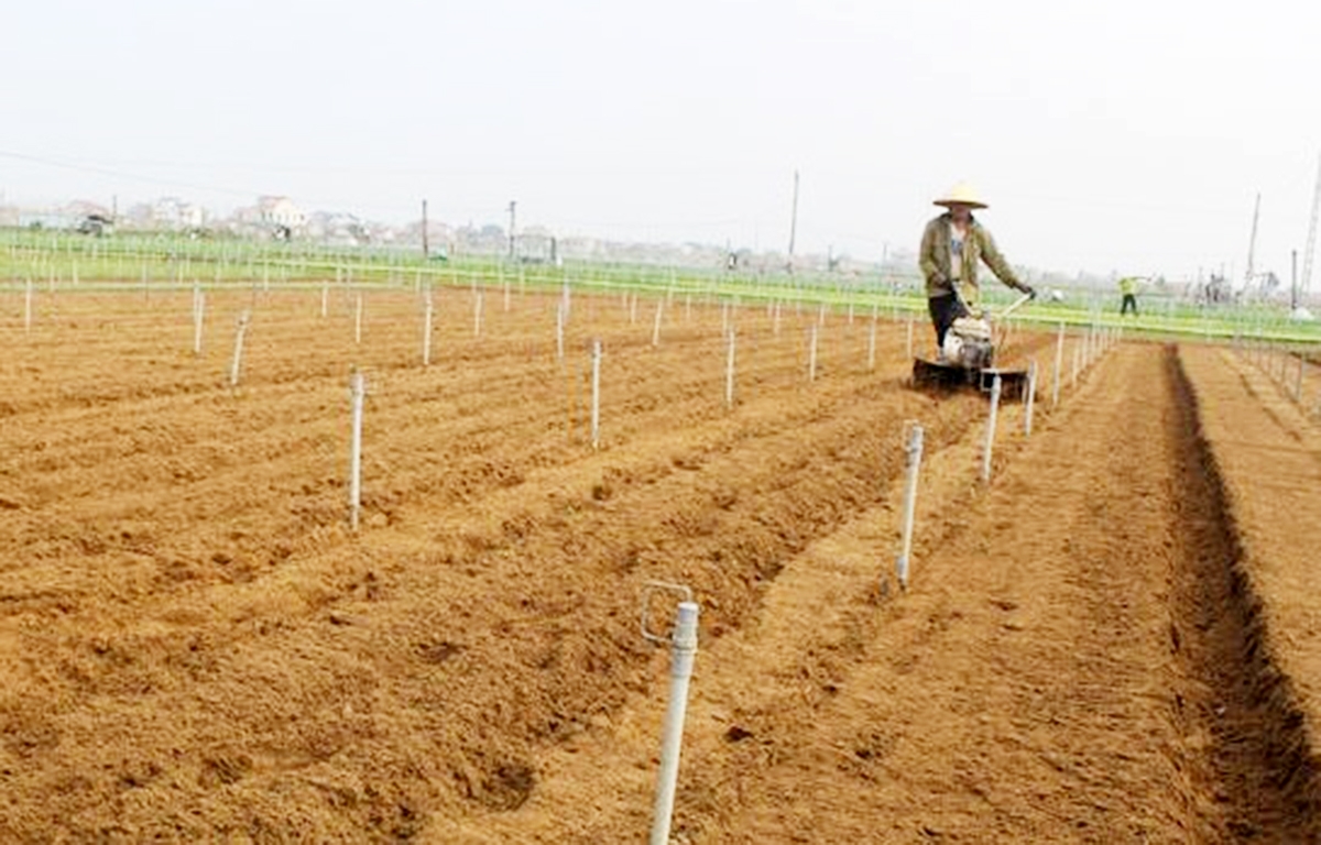 Sản xuất khoa học giúp nông dân nâng cao giá trị sản xuất, ứng phó biến đổi khí hậu. (Ảnh TL).