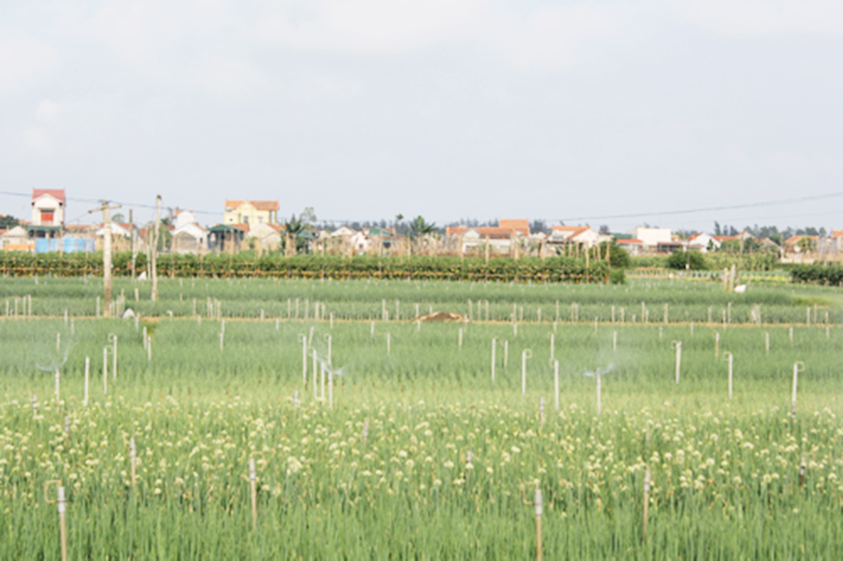 Hệ thống tưới tự động tại khu trồng hành VietGAP của HTX (Ảnh TL).