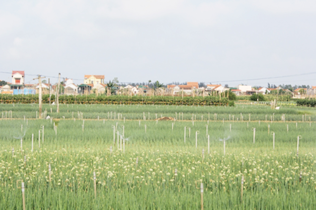 Hệ thống tưới tự động tại khu trồng hành VietGAP của HTX (Ảnh TL).