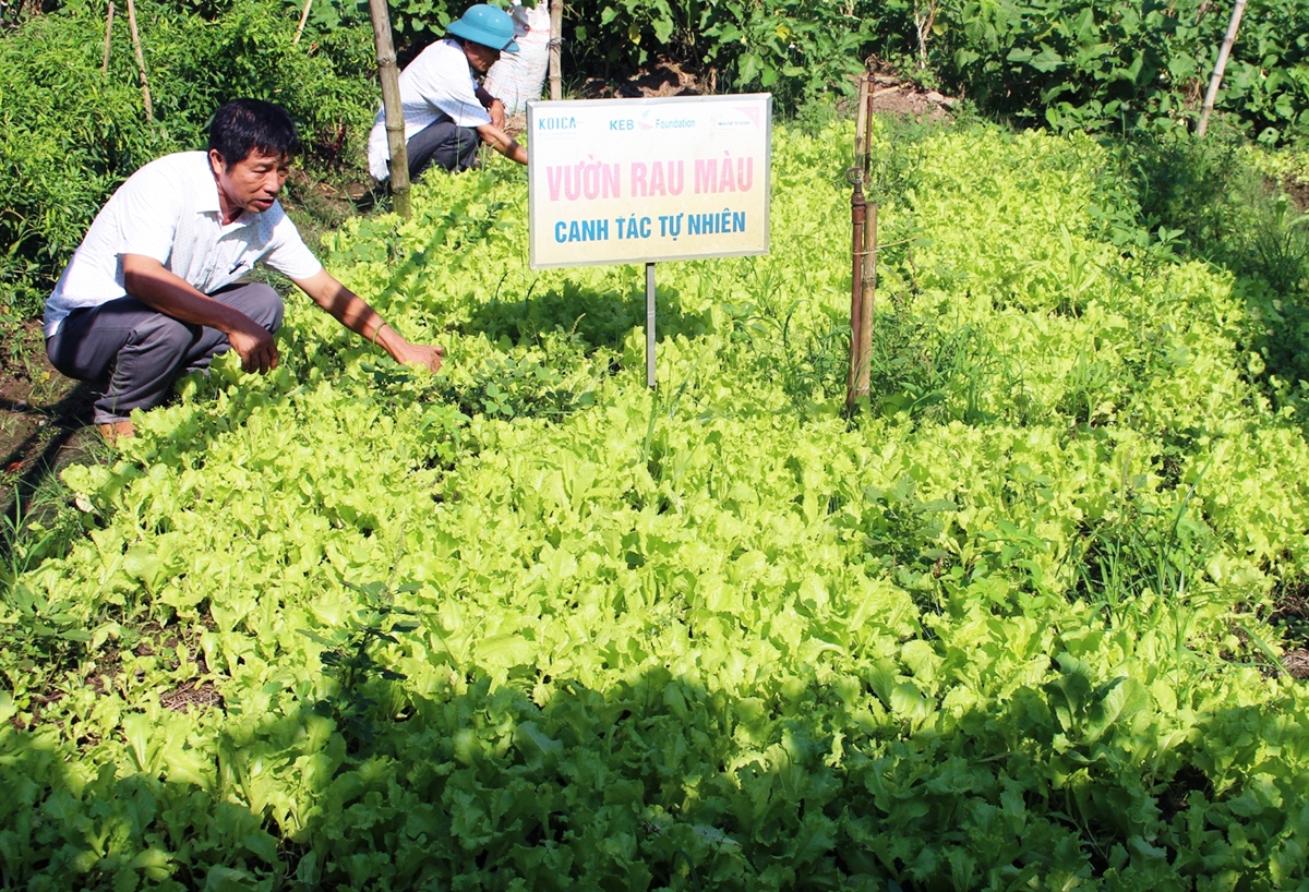 Các HTX có vai trò quan trọng trong đào tạo nghề ở Triệu Tài (Ảnh TL).