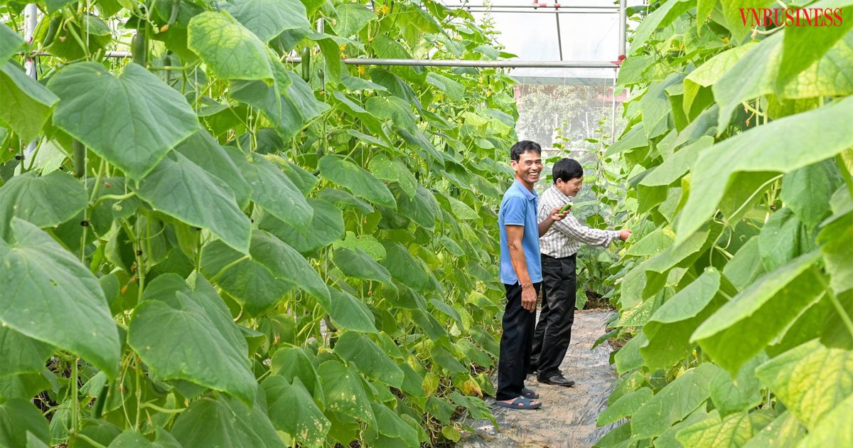 HTX đã đầu tư hệ thống tưới phun sương và nhỏ giọt để tiết kiệm nhân công, nước và thời gian.