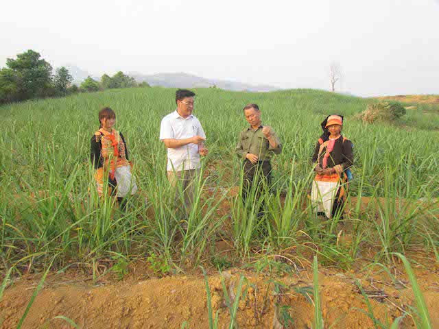 Mía đường cũng là một trọng những cây trồng chủ lực, xoá đói giảm nghèo ở Phong Thổ