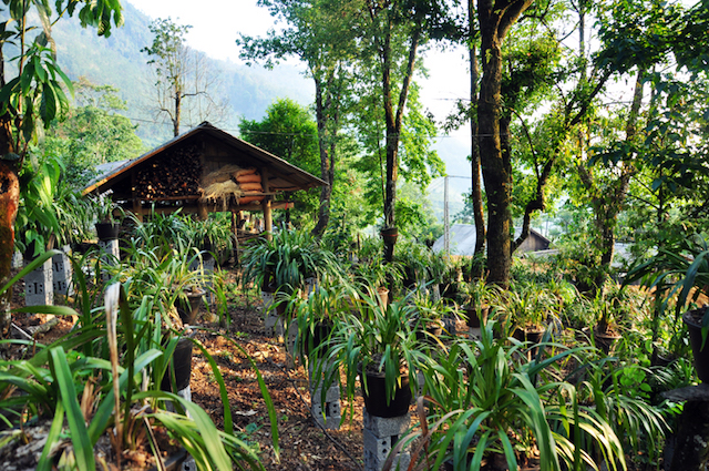 Trồng lan là một trong những nguồn thu nhập khá cao cho bà con người Mông làm du lịch cộng đồng ở Sin Suối Hồ