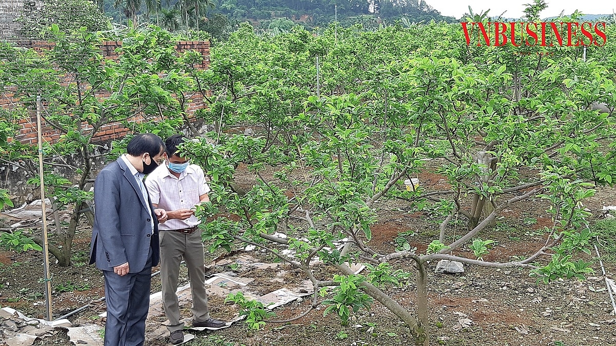 Vùng trồng na bở tại HTX nông nghiệp Liên Khê huyện Thủy Nguyên, TP Hải Phòng.