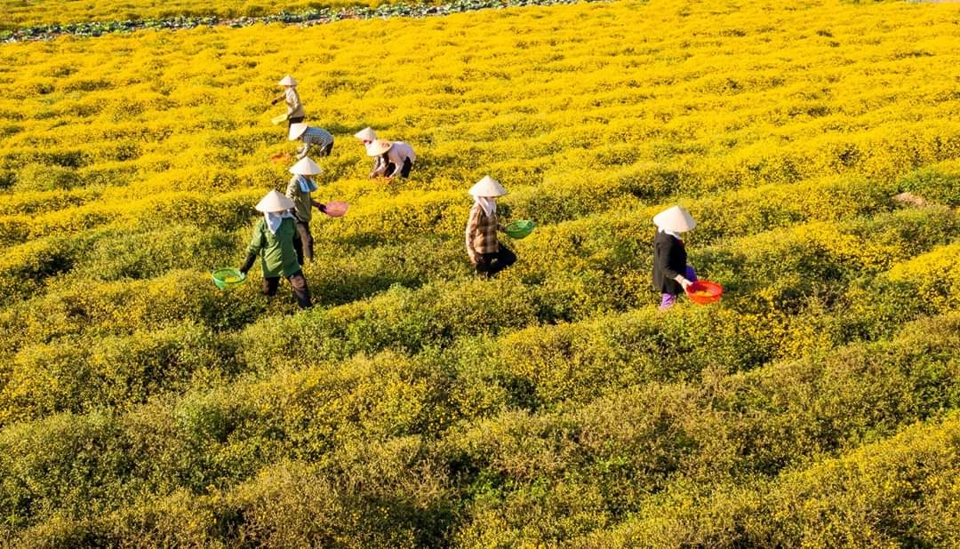 Vùng trồng cúc dược liệu tại HTX nông nghiệp Thắng Thủy, huyện Vĩnh Bảo, TP Hải Phòng (ảnh HTX cung cấp).