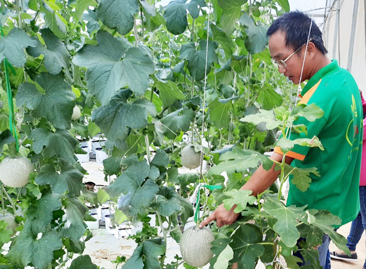 Lasfarm Ân Phong đang là một điển hình nông nghiệp công nghệ cao ở Hoài Ân (Ảnh TL).