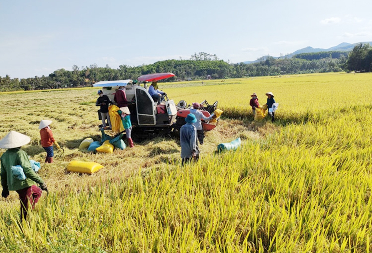 HTX Ân Tín đang là đơn vị đi đầu trong sản xuất lúa hữu cơ, ứng dụng một phần công nghệ cao trên địa bàn tỉnh Bình Định (Ảnh TL).