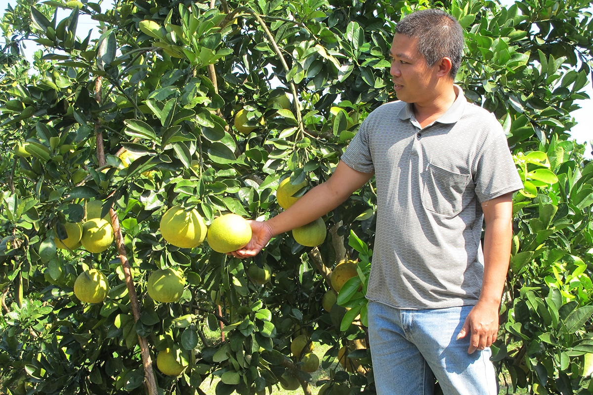 Tràng Xá đang phát triển mạnh các loại cây có múi (Ảnh TL).