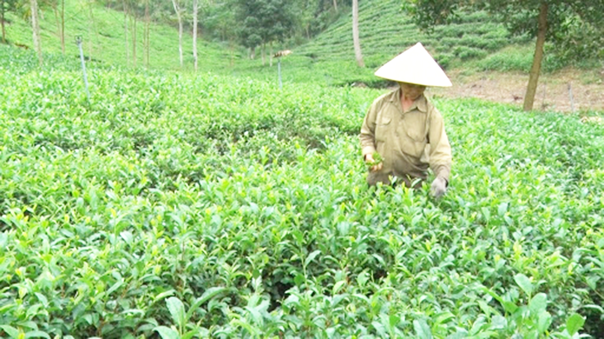 HTX đang phát huy vai trò liên kết, hỗ trợ nông dân phát triển sản xuất ở địa phương (Ảnh TL)