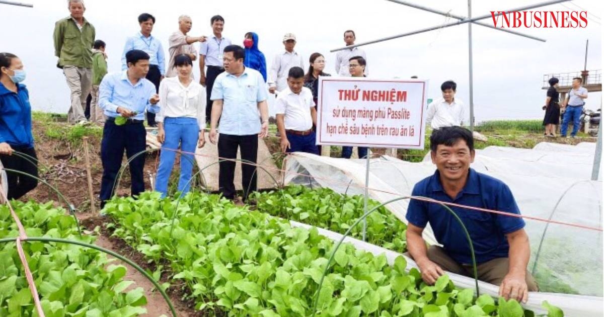 Cây rau được che phủ passlite giảm hẳn tình trạng bọ nhảy gây hại, độ ẩm được cung cấp đầy đủ nên sinh trưởng, phát triển tốt