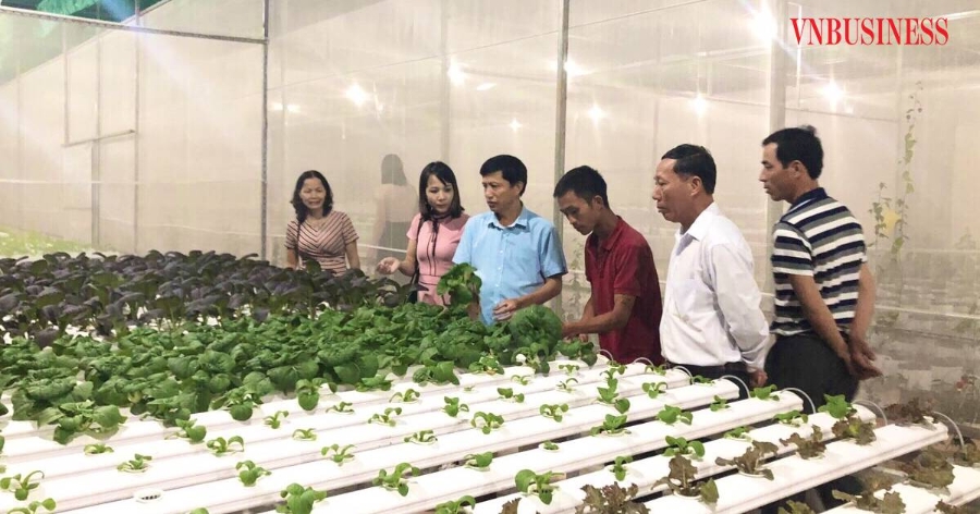 Ban giám đốc HTX Văn Đức kiểm vùng rau ứng dụng công nghệ cao