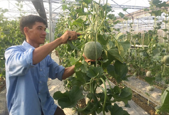 Mô hình trồng dưa lưới của HTX Học Lập.