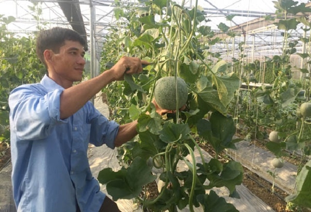 Mô hình trồng dưa lưới của HTX Học Lập.