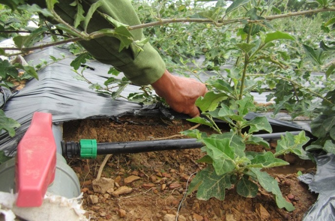 Công nghệ tưới nhỏ giọt giúp giảm chi phí sản xuất và nâng cao hiệu quả kinh tế về lâu dài.