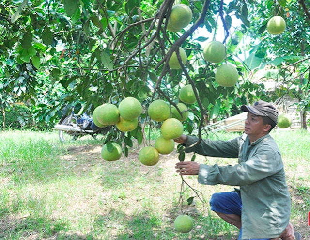 Một trong những nhiệm vụ trọng tâm nhất của huyện Hương Khê thời gian qua là phát huy tiềm năng, lợi thế về đất rừng, bãi bồi ven sông để mở rộng diện tích bưởi Phúc Trạch.