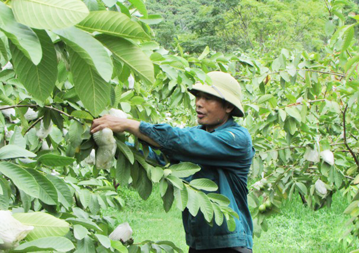 Mô hình trồng ổi lê đang mở ra hướng đi đầy tiềm năng cho người dân Con Cuông (Ảnh TL).