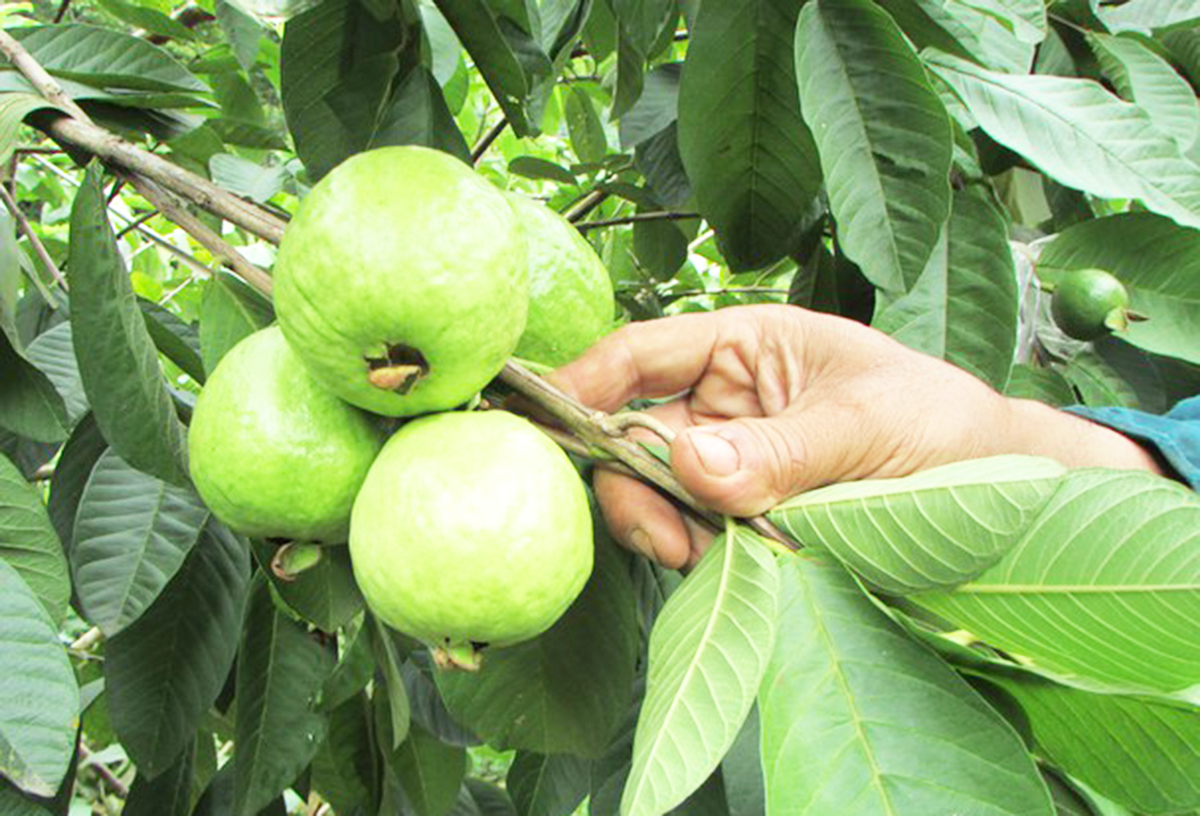 Sản xuất sạch, ổi lê Con Cuông có chất lượng cao, thơm ngon đặc trưng (Ảnh TL).