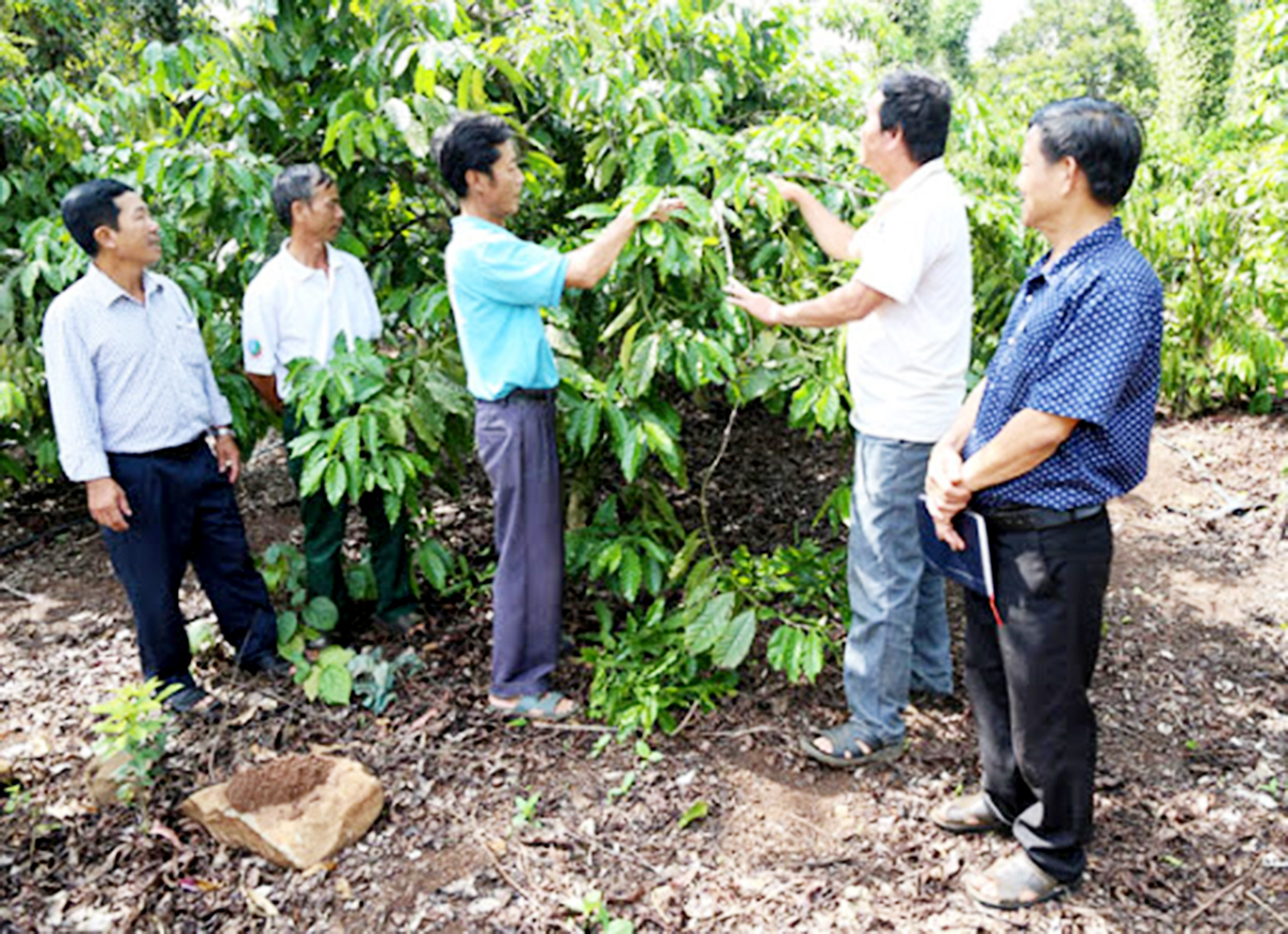 HTX sẽ tiếp tục đẩy mạnh ứng dụng tiến bộ khoa học - kỹ thuật, nâng cao chất lượng sản phẩm. (Ảnh TL).