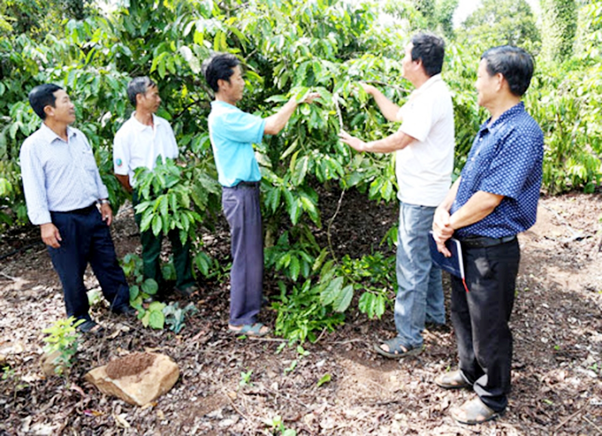 HTX sẽ tiếp tục đẩy mạnh ứng dụng tiến bộ khoa học - kỹ thuật, nâng cao chất lượng sản phẩm. (Ảnh TL).