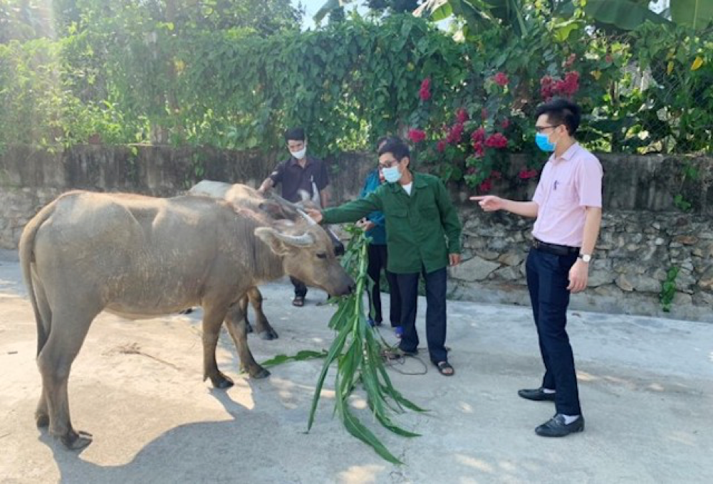 Những năm gần đây, Hà Tĩnh có nhiều chính sách hỗ trợ, khuyến khích phát triển sản xuất nông nghiệp gắn với xây dựng nông thôn mới.