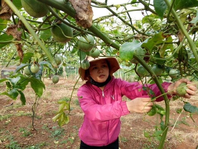 Chăm sóc chanh leo theo tiêu chuẩn VietGAP giúp nâng cao chất lượng môi trường.
