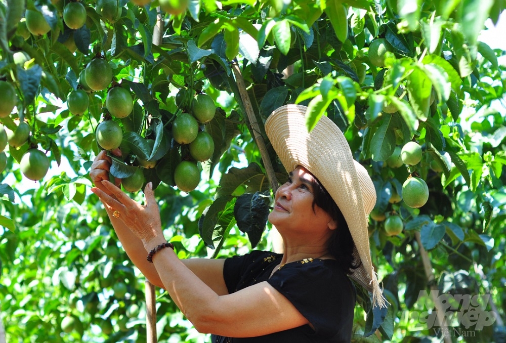 Bảo đảm kỹ thuật là điều kiện thuận lợi giúp sản phẩm chanh leo được doanh nghiệp đăng ký thu mua.