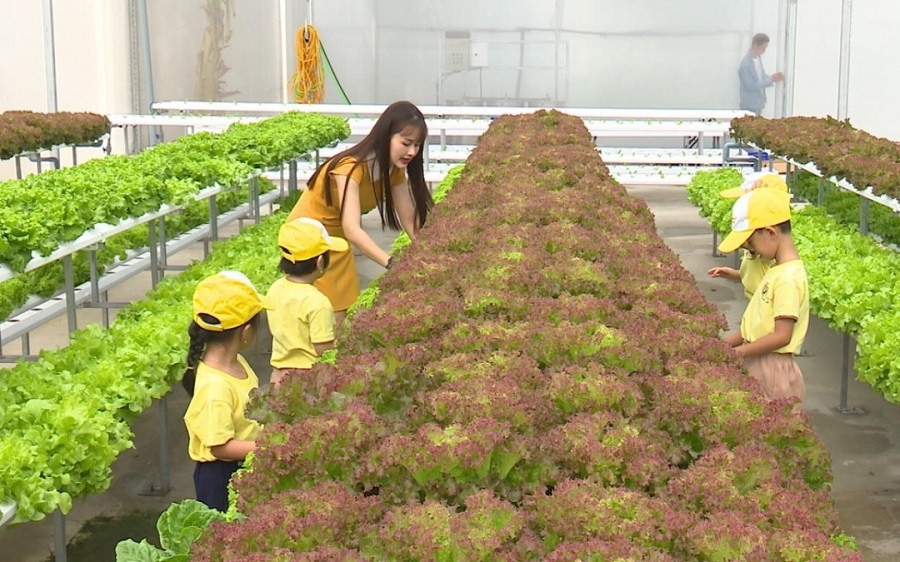 Trồng rau thủy canh là nền tảng để phát triển mô hình du lịch trải nghiệm nông nghiệp.