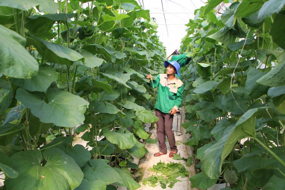 Mỹ Lộc đang có nhiều điểm sáng sản xuất công nghệ cao tạo sức lan tỏa mạnh mẽ (Ảnh TL).