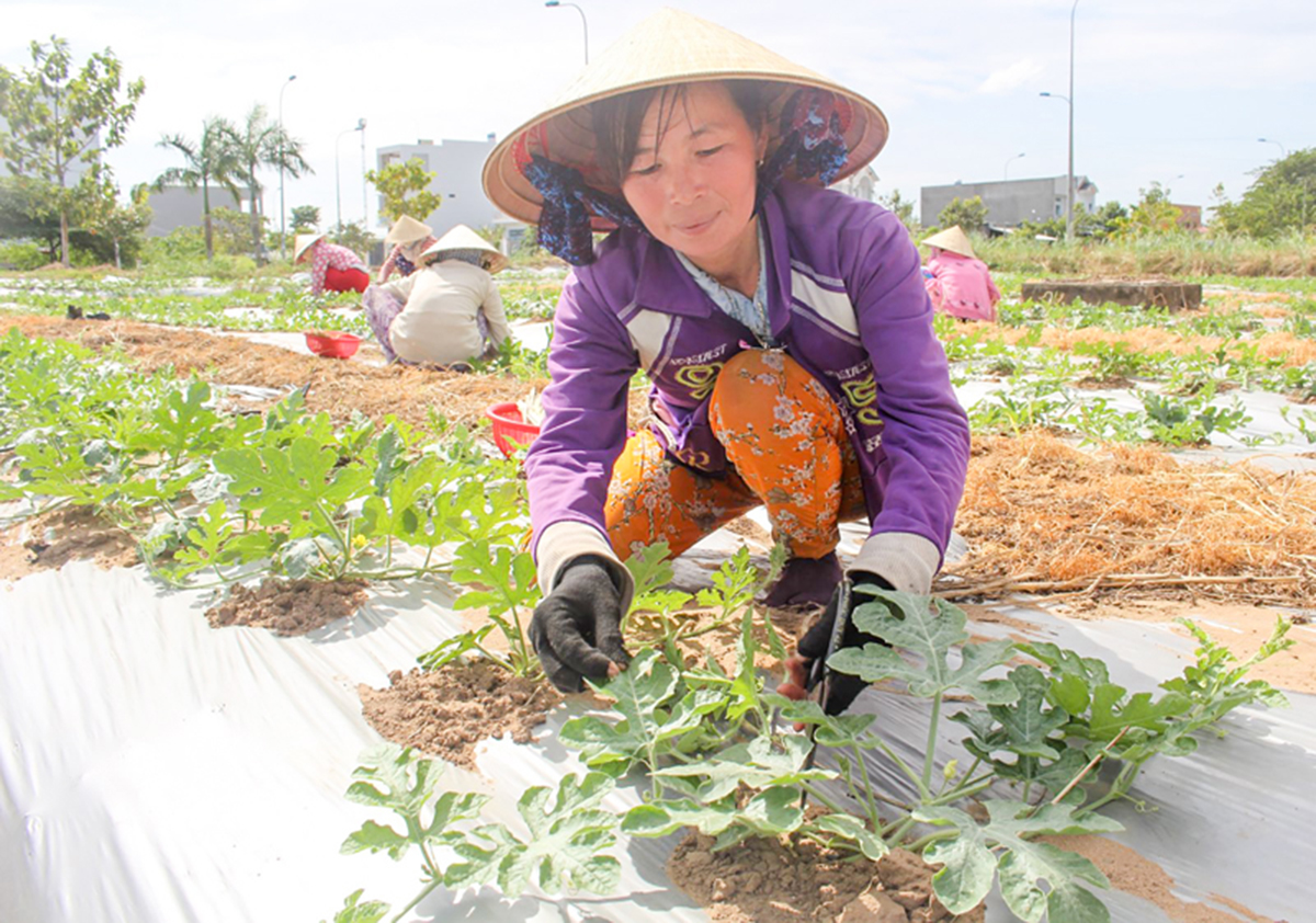 Xã Mỹ Lộc hướng tới mở rộng vùng sản xuất có ứng dụng công nghệ cao toàn phần hoặc một phần (Ảnh TL).