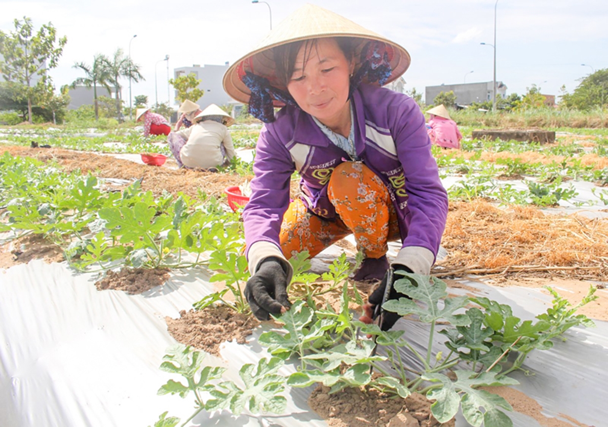Xã Mỹ Lộc hướng tới mở rộng vùng sản xuất có ứng dụng công nghệ cao toàn phần hoặc một phần (Ảnh TL).