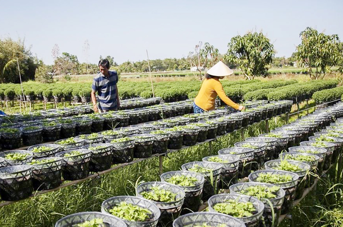 Đời sống của đồng bào dân tộc thiểu số ở Giồng Riềng ngày càng được nâng lên.