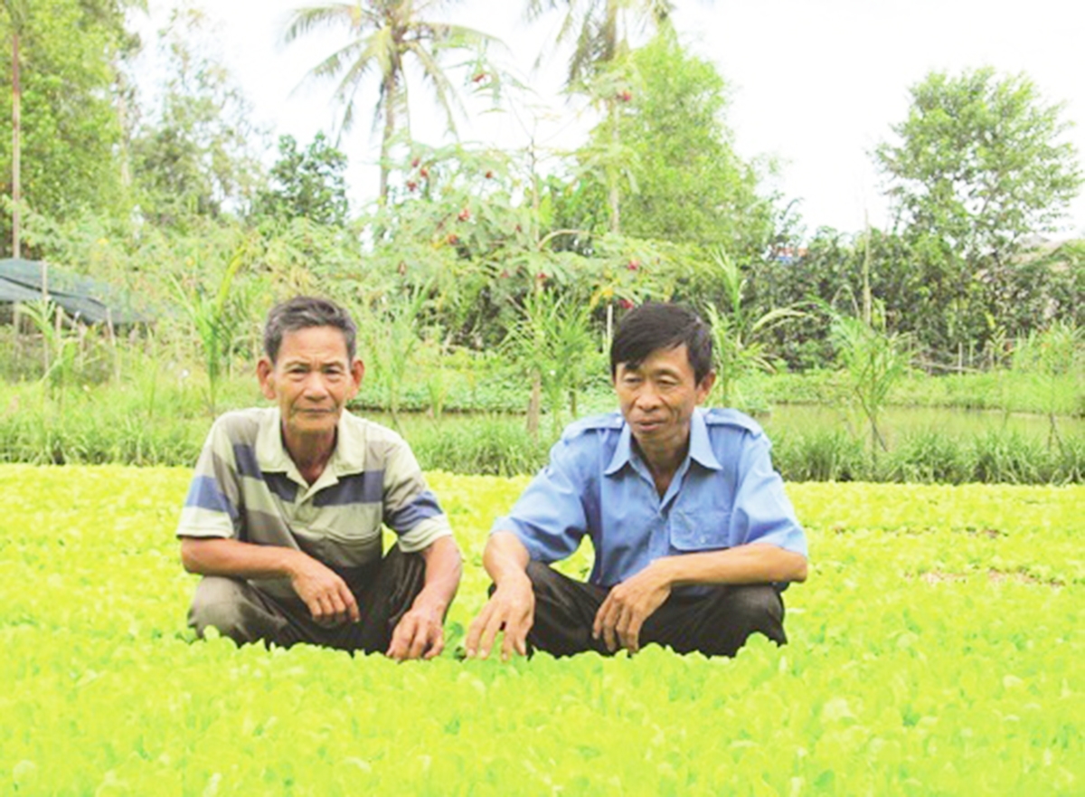 Các HTX đang thúc đẩy nông nghiệp huyện Giồng Riềng chuyển đổi theo hướng hàng hóa, nâng cao giá trị.