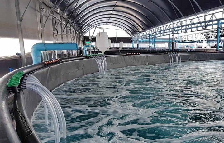 Công nghệ lọc nước tuần hoàn cho phép nuôi tôm quanh năm mà không hề lo ngại vấn đề ô nhiễm nguồn nước.