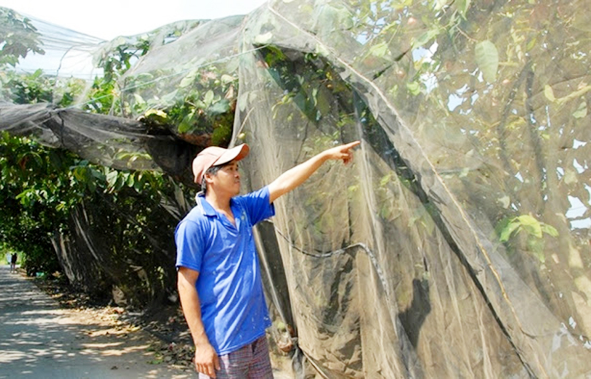 Mận roi được trồng trong nhà lưới cho năng suất, chất lượng cao hơn .(Ảnh TL).