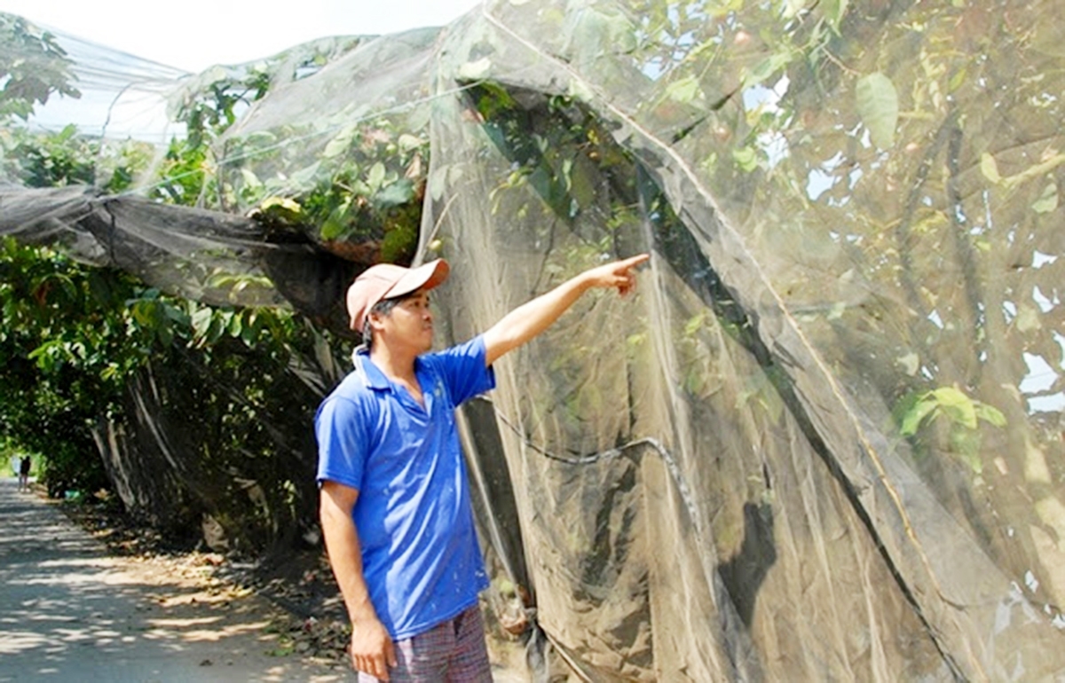 Mận roi được trồng trong nhà lưới cho năng suất, chất lượng cao hơn .(Ảnh TL).