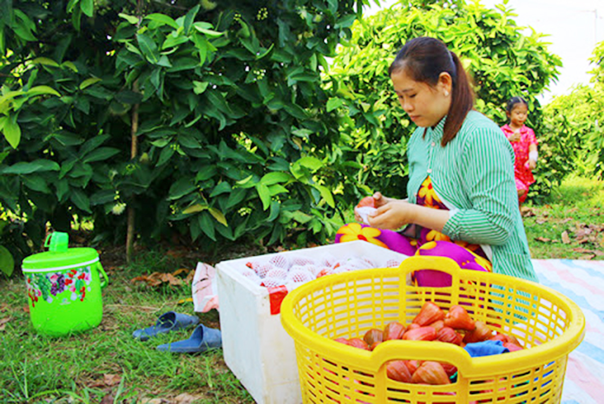 Với chất lượng cao, mận roi có thị trường tiêu thụ tốt, đảm bảo thu nhập cho người dân. (Ảnh TL).