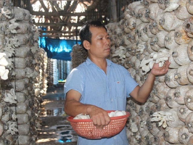 Mô hình trồng nấm của HTX Đức Hiệp được đánh giá là thân thiện môi trường.