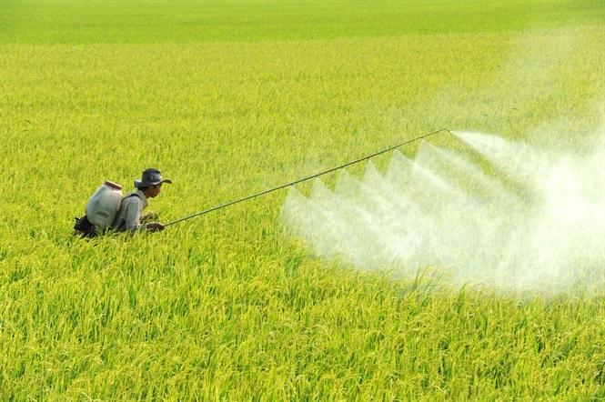 Lạm dụng sử dụng thuốc bảo vệ thực vật không chỉ gây tồn dư hóa chất trong nông sản mà còn làm môi trường bị ô nhiễm.