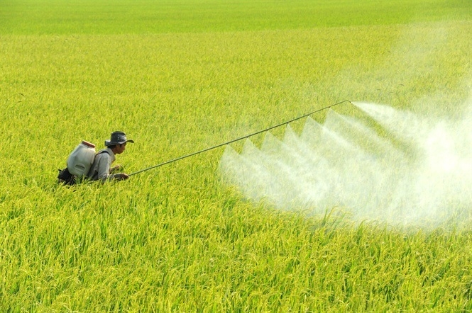 Lạm dụng sử dụng thuốc bảo vệ thực vật không chỉ gây tồn dư hóa chất trong nông sản mà còn làm môi trường bị ô nhiễm.